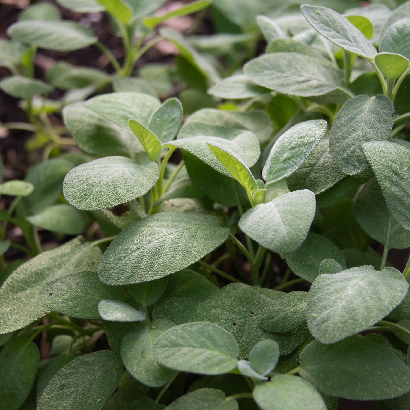 sage plant