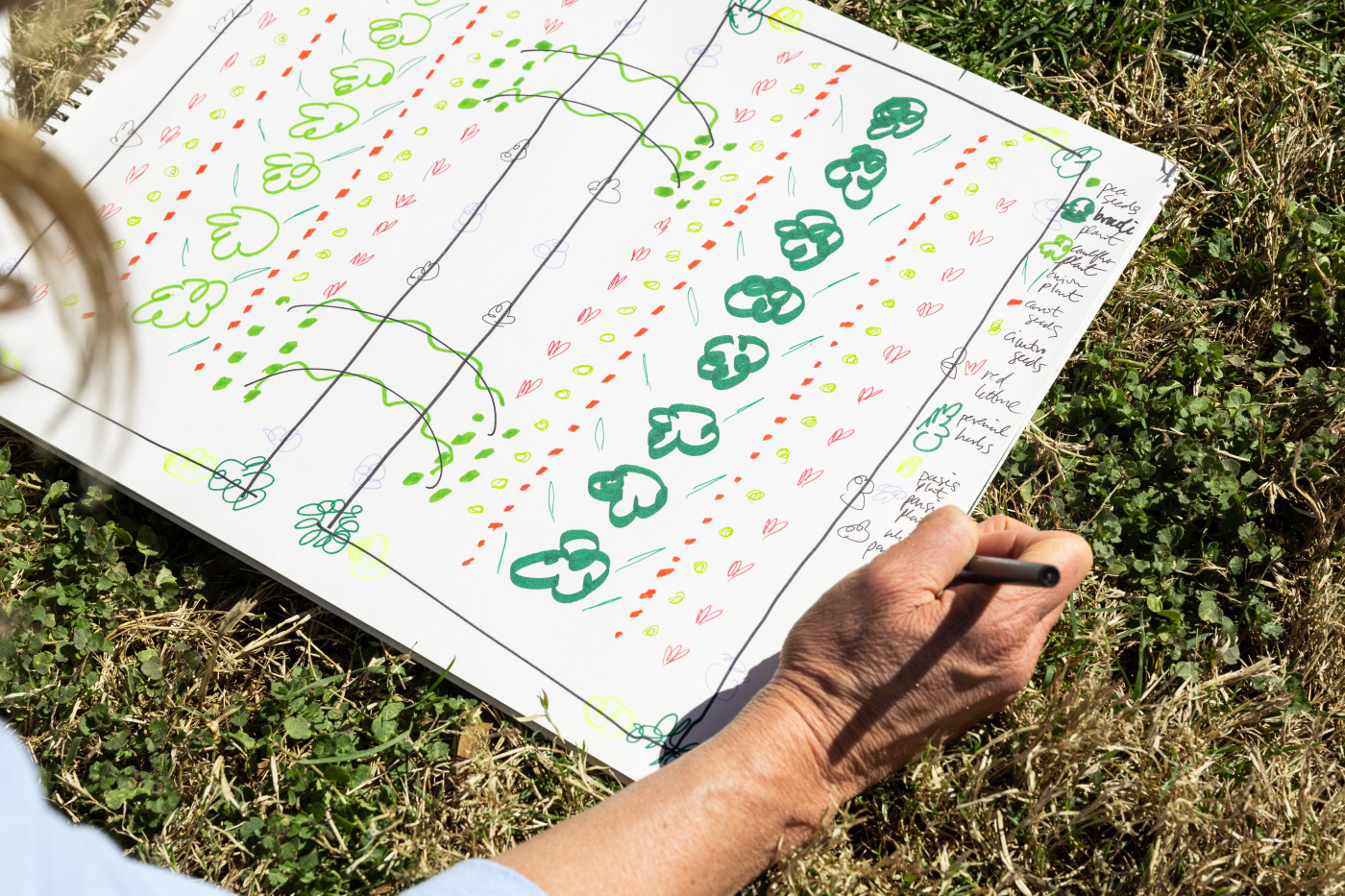 person drawing planting plan in garden
