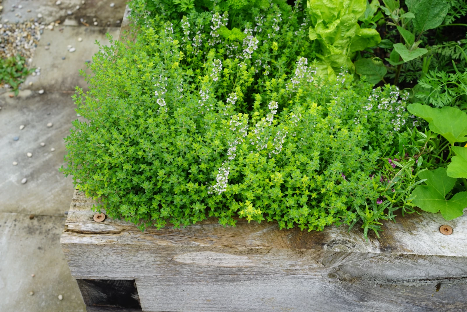 photo of thyme spilling out of a raised bed