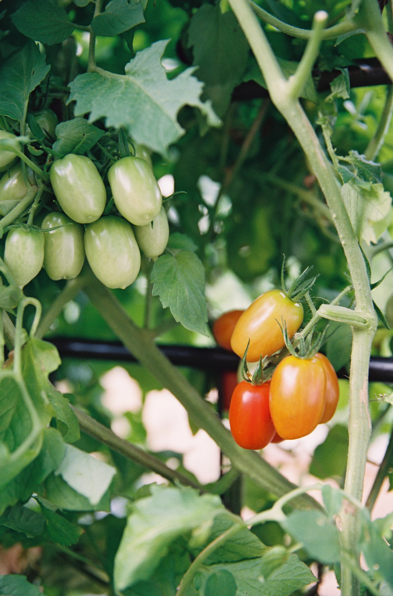 green tomatoes and a few orange tomatoes