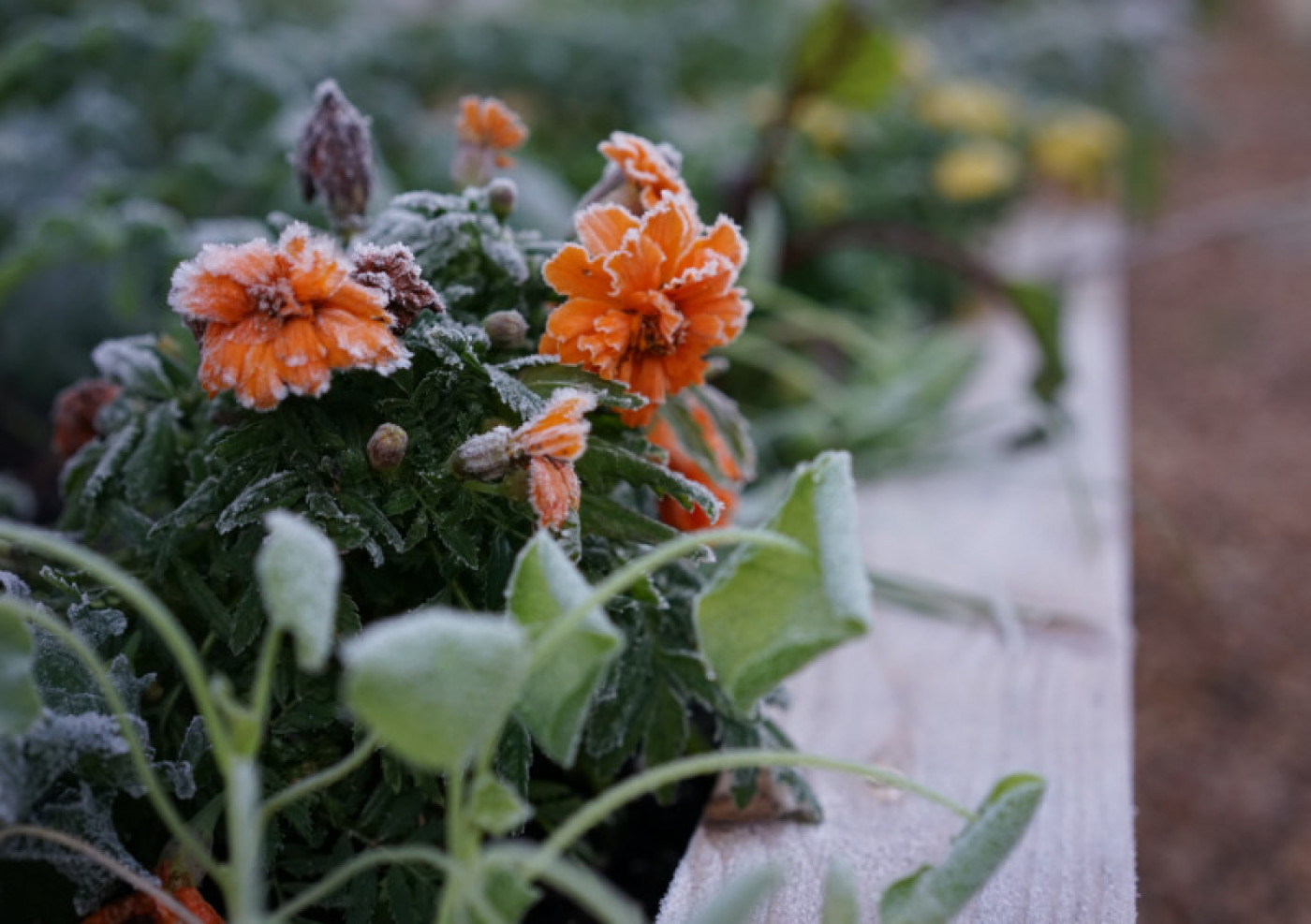 Frost-covered orange marigolds and garden greens showing the effects of the first frost of the season.