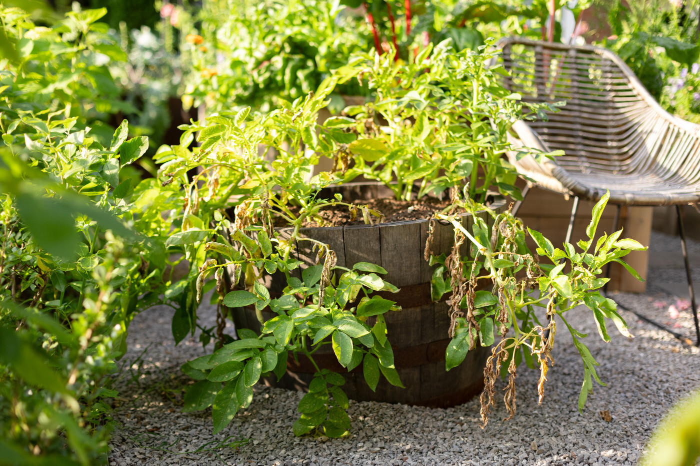 Common Problems in potatoes