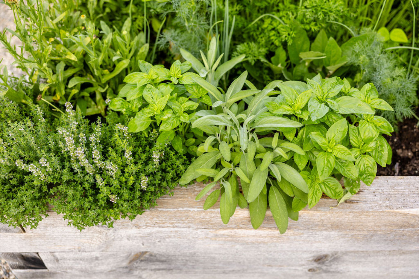 Rosemary, Basil, and Sage plants growing along the edge of raised kitchen bed