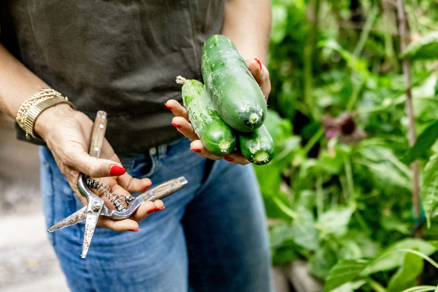 Gardener holding freshly harvested cucumbers and pruning shears among green cucumber vines in a garden.