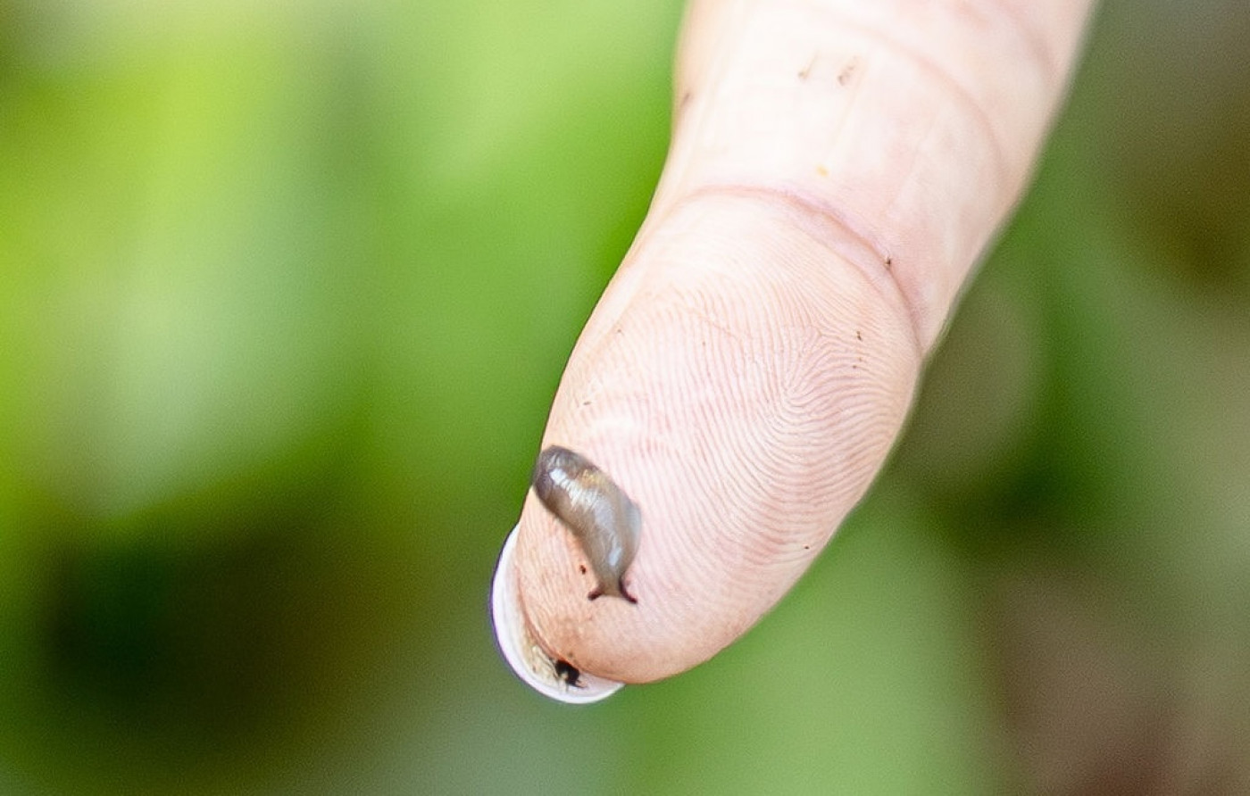 tiny slug on finger