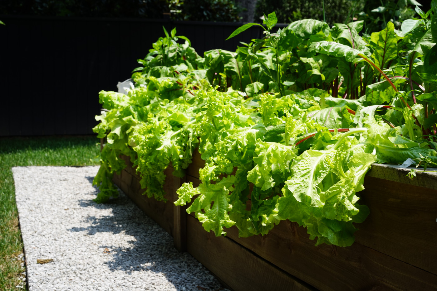 big green leafy lettuce draping over raised bed