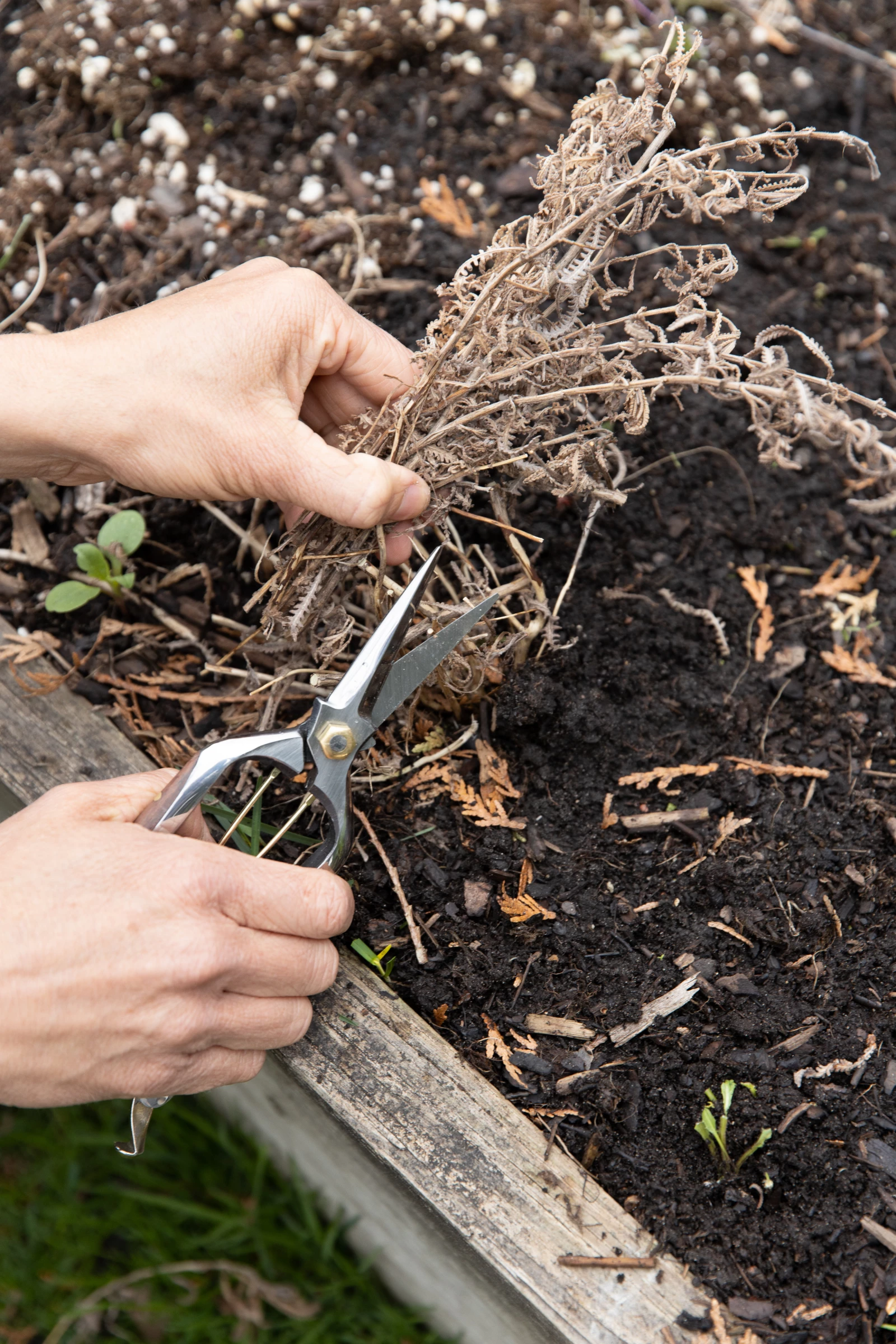 Remove all unhealthy plants