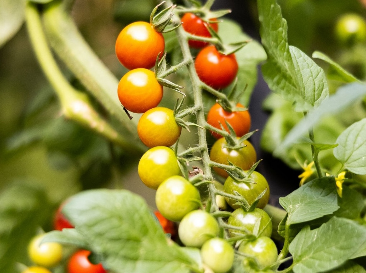 ripe tomato vs underripe and unripe tomatoes on truss