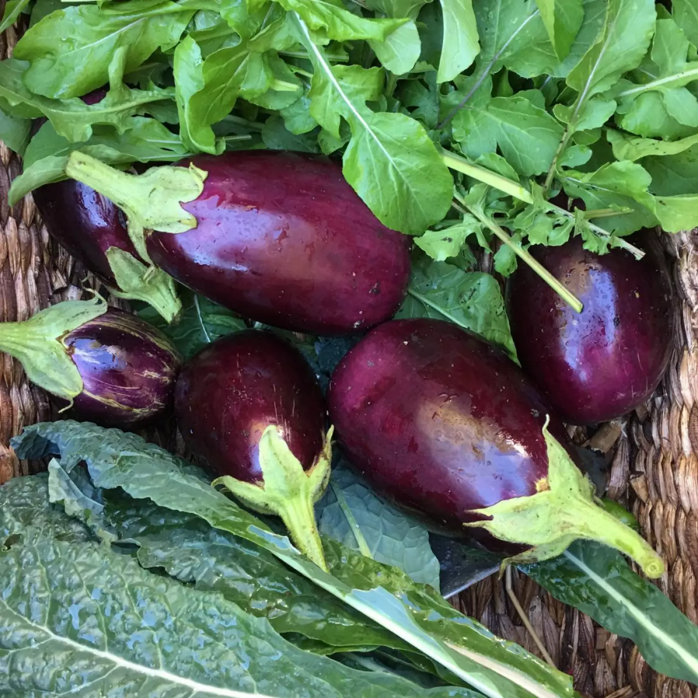 Eggplants in a basket