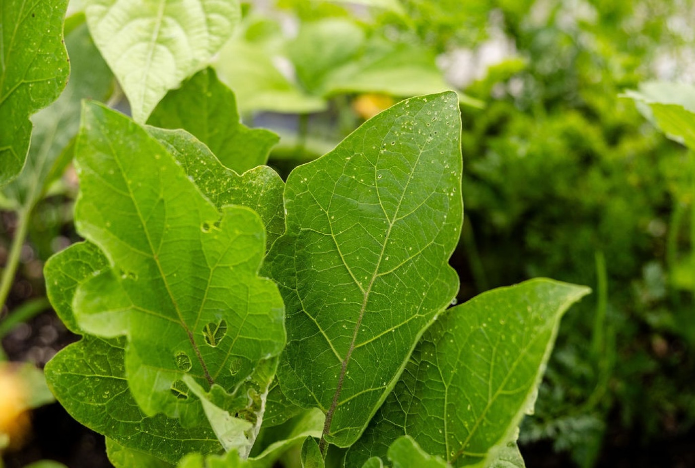 holes in leaves caused by flea beetles