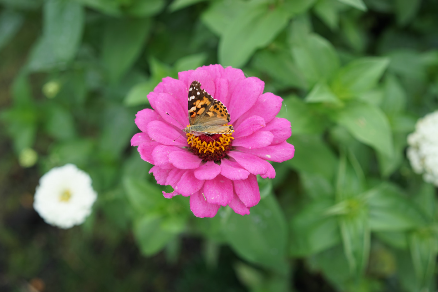 Butterfly on pink zinnia flower in a garden