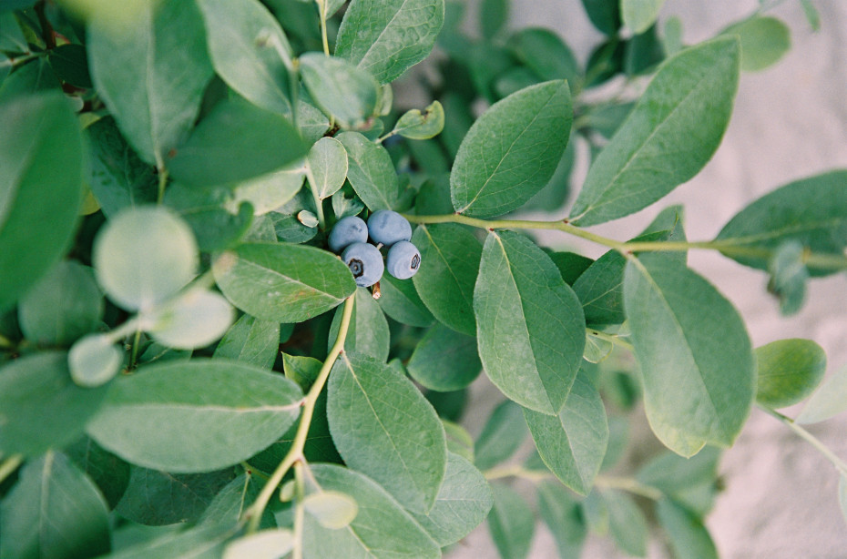 local blueberries