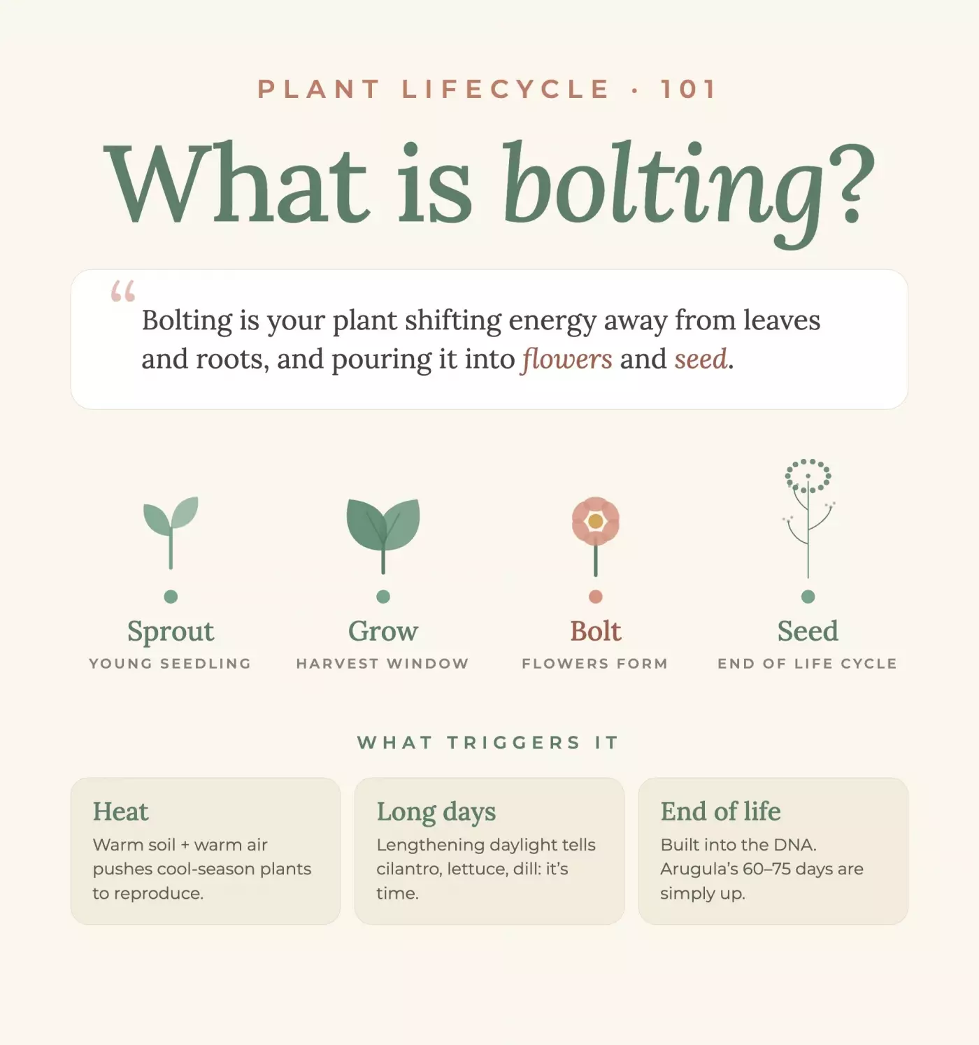 A graphic that explains the life cycle of a plant. the title of the graphic is "What is bolting?" and it shows a seedling going though the phases - sprout, grow, bolt, and seed. It also shows what triggers it - heat, long days, and end of life.