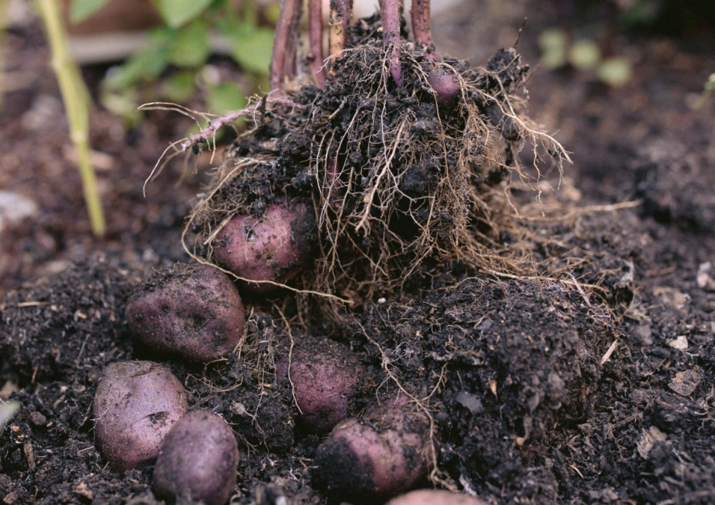 when harvest potatoes