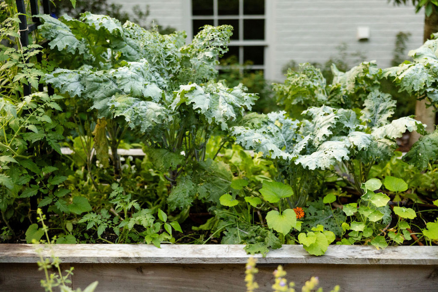 pest-damaged kale leaves