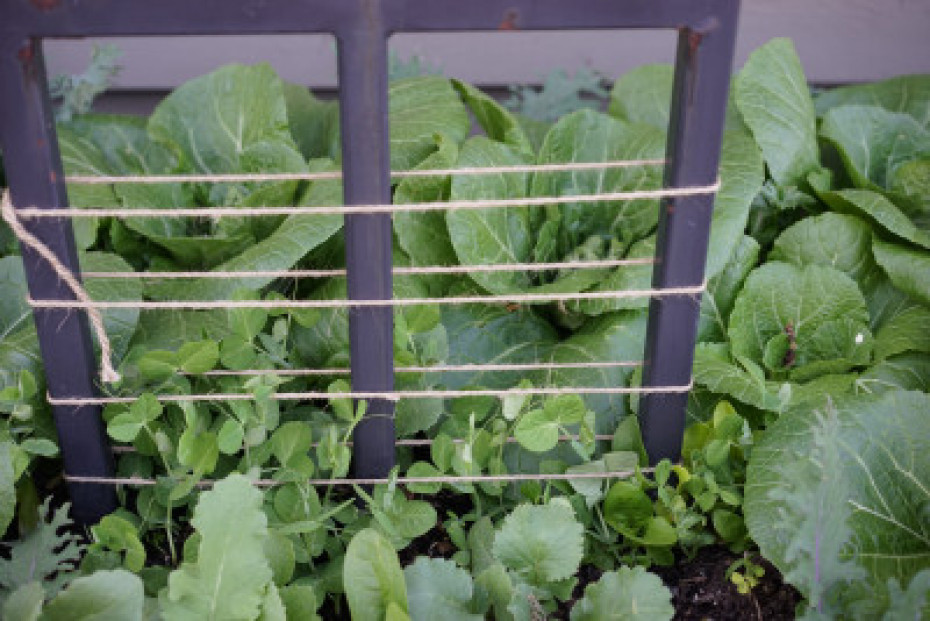 How to Grow Sugar Snap Peas in an Organic Kitchen Garden • Gardenary