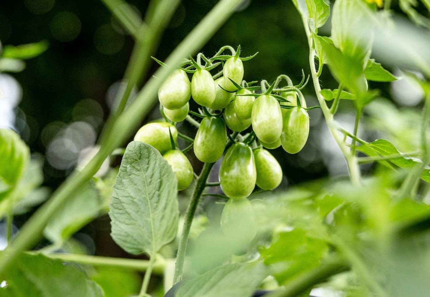 tomato plants grown in nutrient-rich soil can better fight off pests