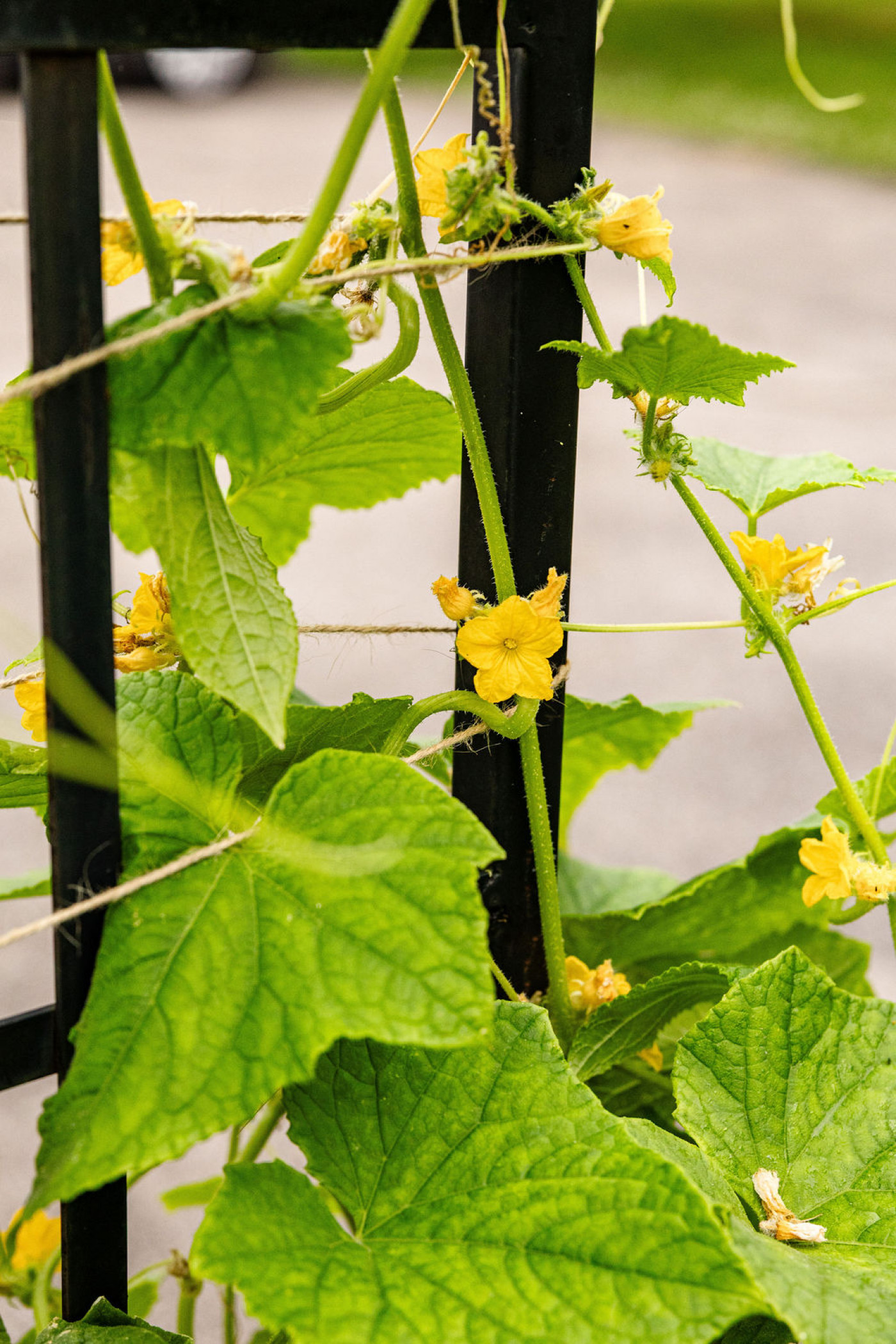 Cucumber vine climbing a trellis with bright yellow flowers and green leaves.
