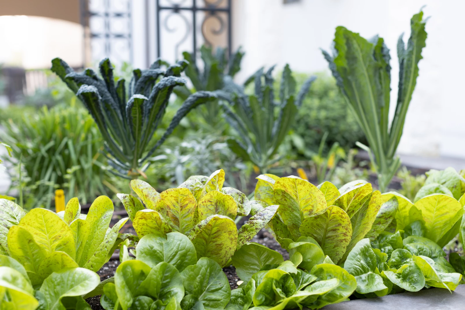 Leafy Greens in a raised bed