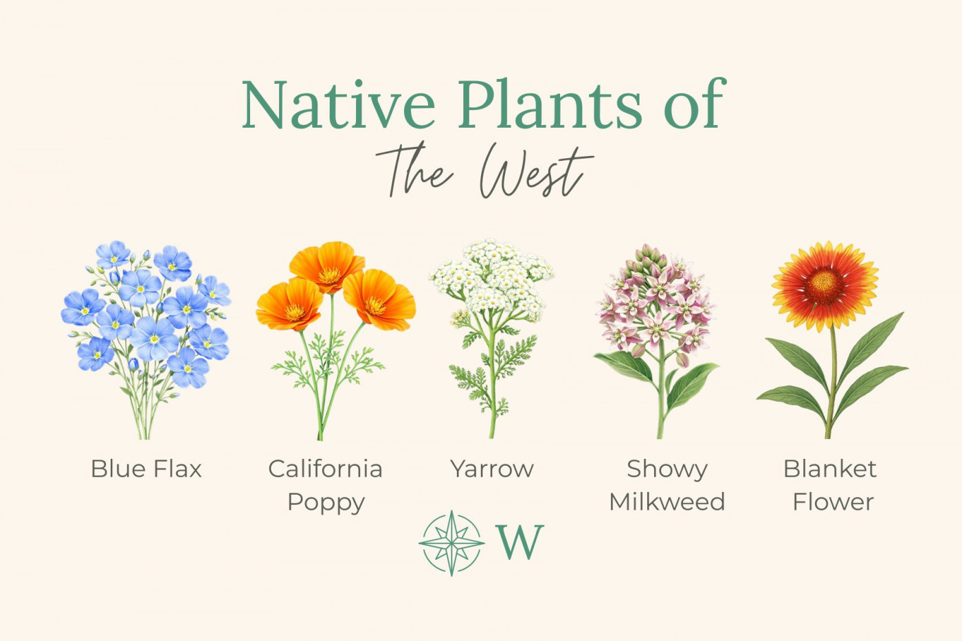 Native plants of the west: illustrations of flowers