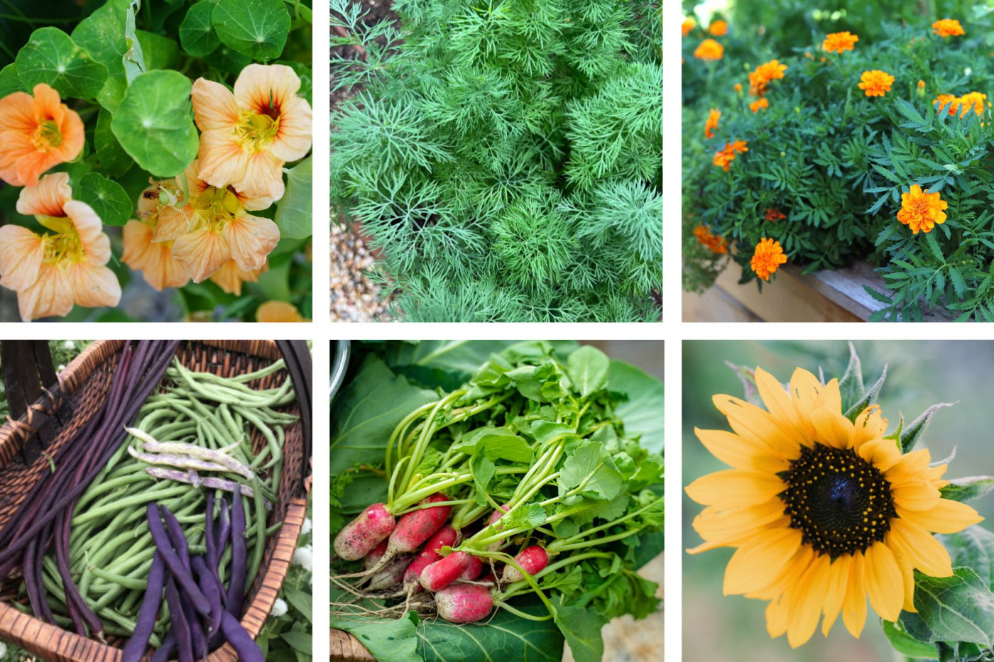cucumber companion plants such as nasturtium, dill, and marigolds