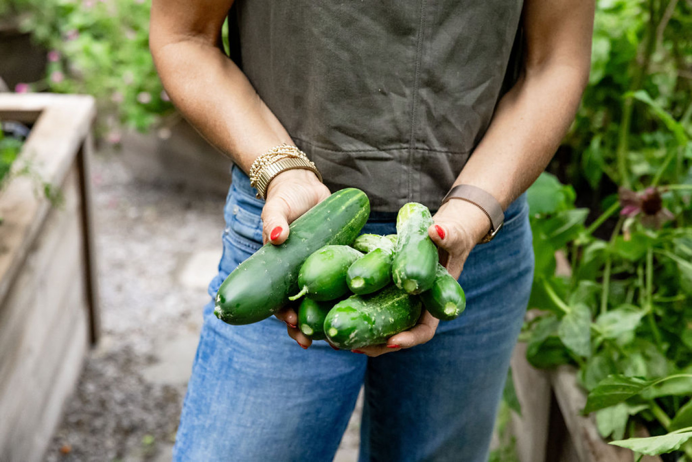 Person holding a handful of freshly harvested cucumbers in the garden.