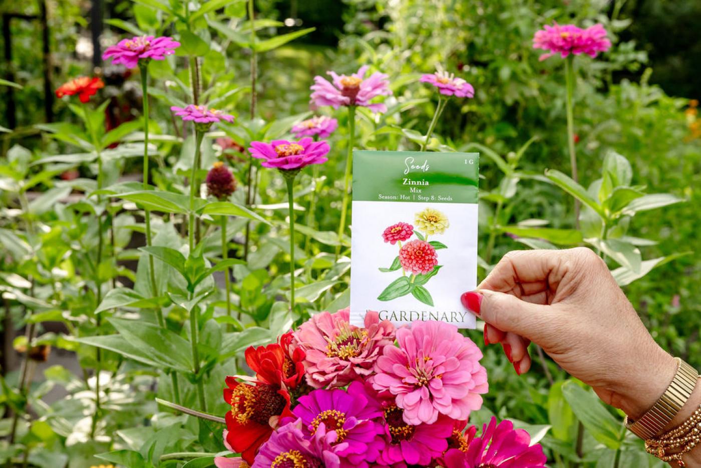 The Complete Garden Guide to Growing Organic Zinnias from Seed