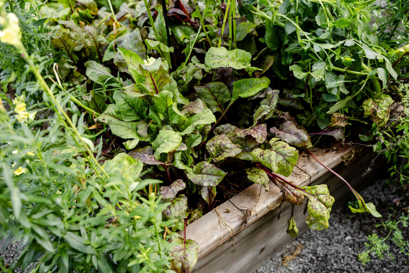 fall garden plant combinations to try include beets