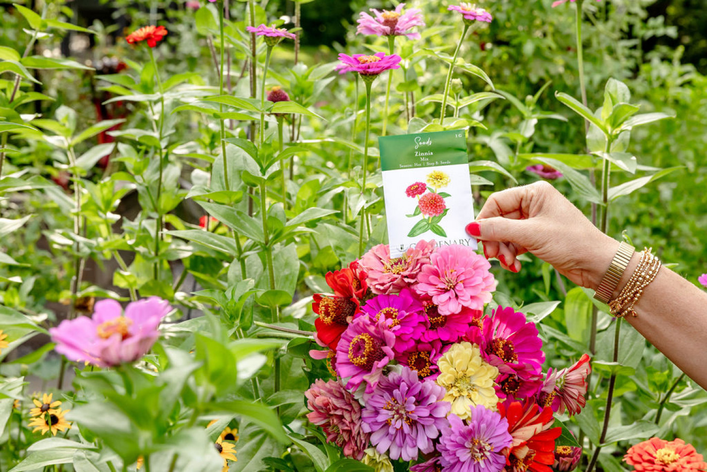 bouquet of zinnias with zinnia seed packet in front of zinnias growing in garden
