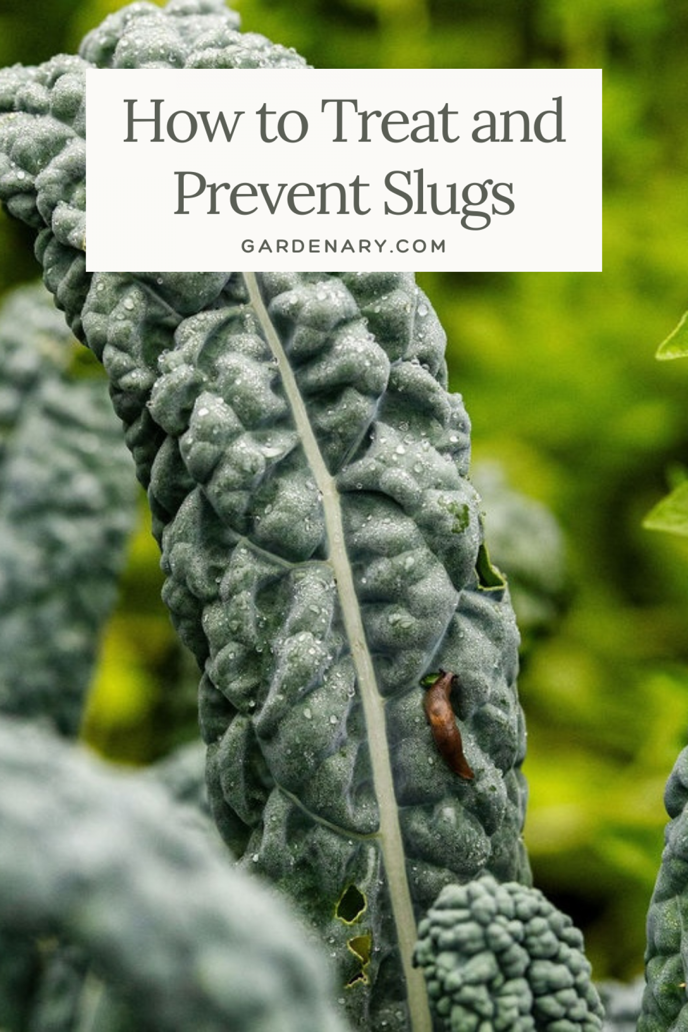 Organic Ways to Treat and Prevent Slugs pin