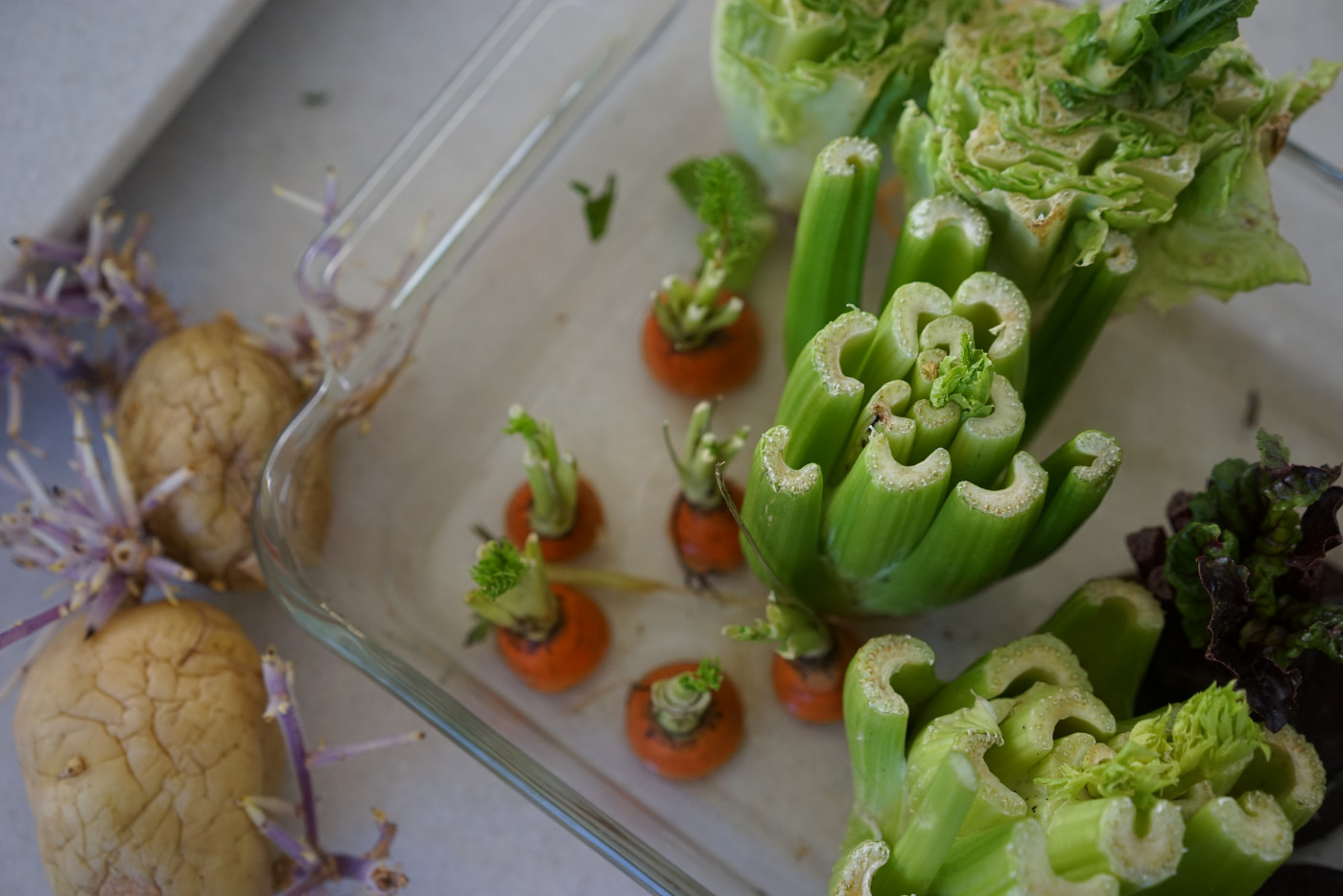 regrowing celery from scraps