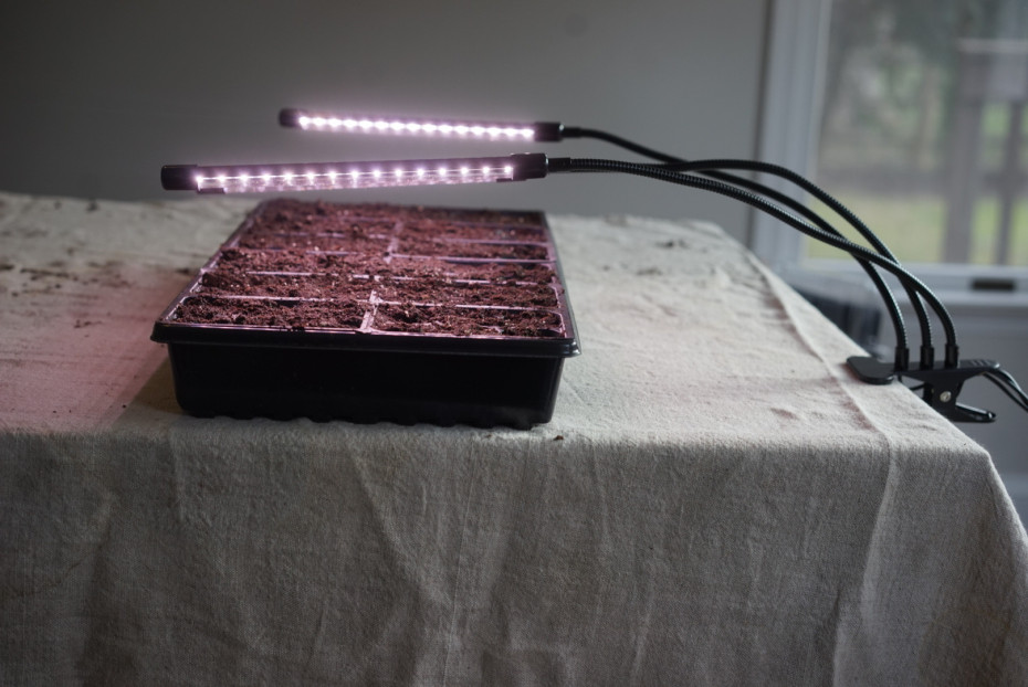 The Pros and Cons of Growing Microgreens at Home • Gardenary