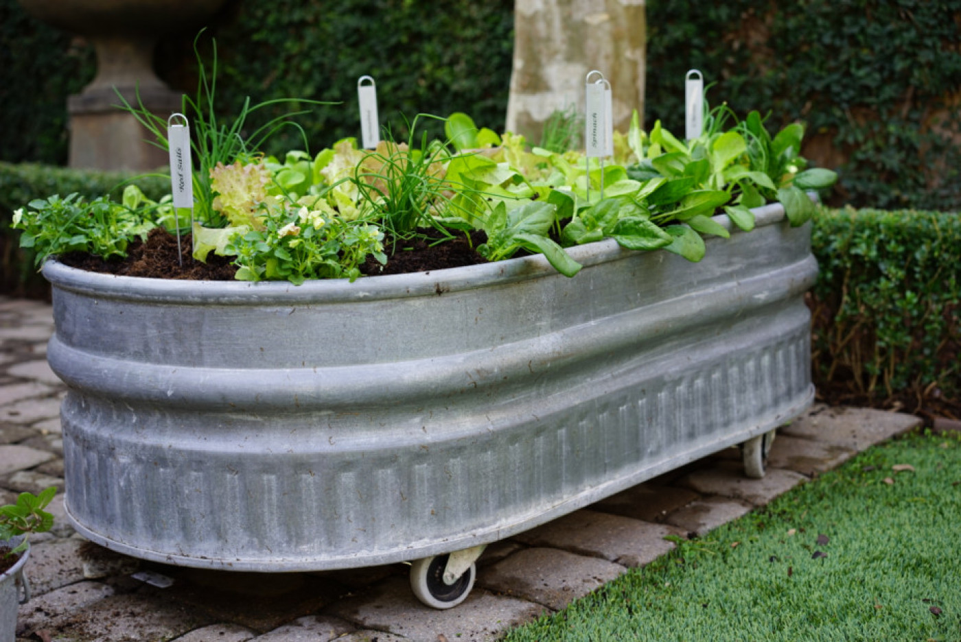 Steel container raised garden bed filled with leafy greens