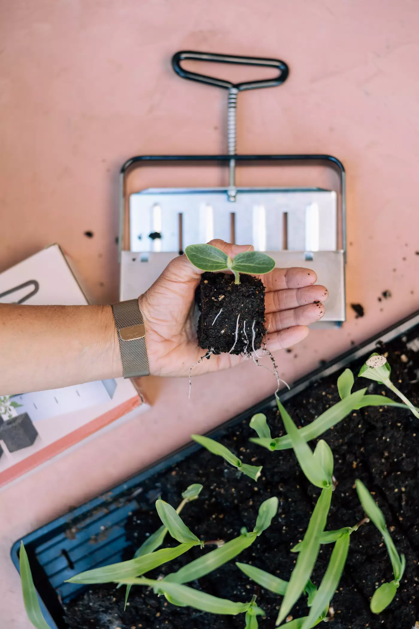 A soil blocker seed starting tool with a block of soil and seedling.