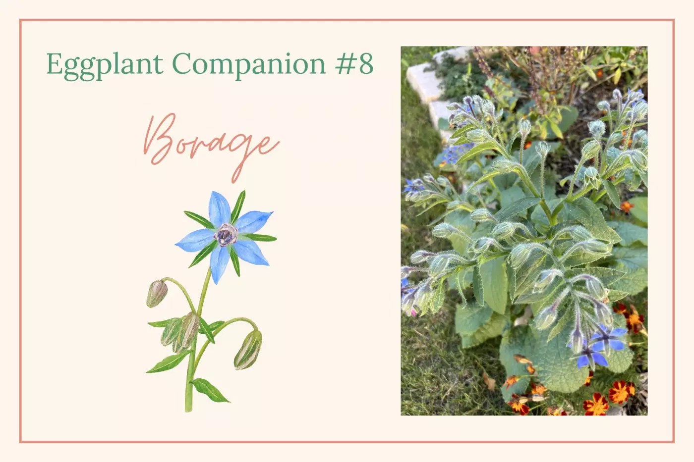 borage illustration and photo
