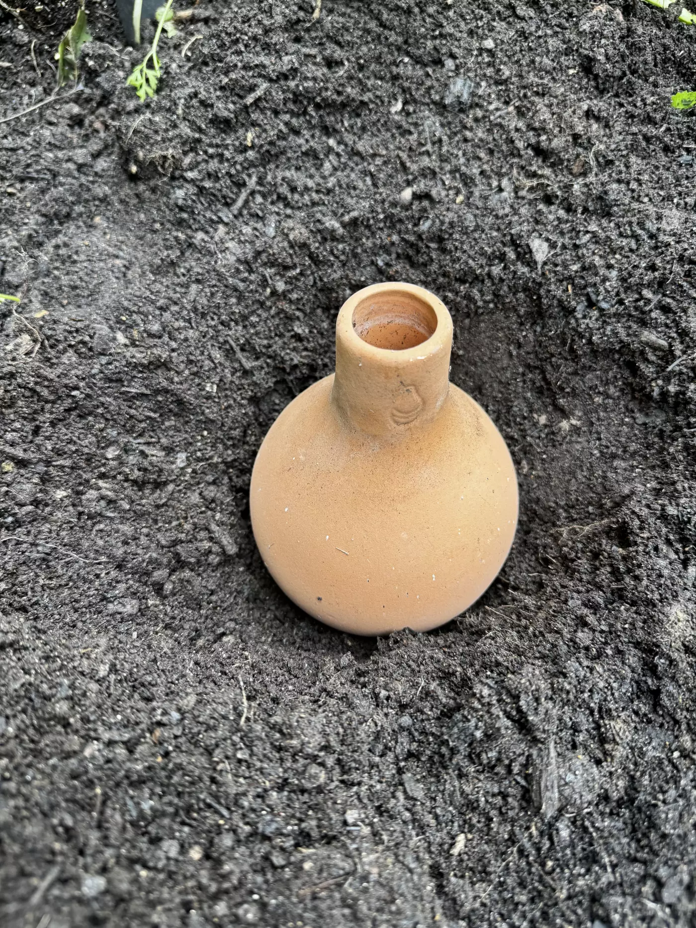 an olla in garden soil
