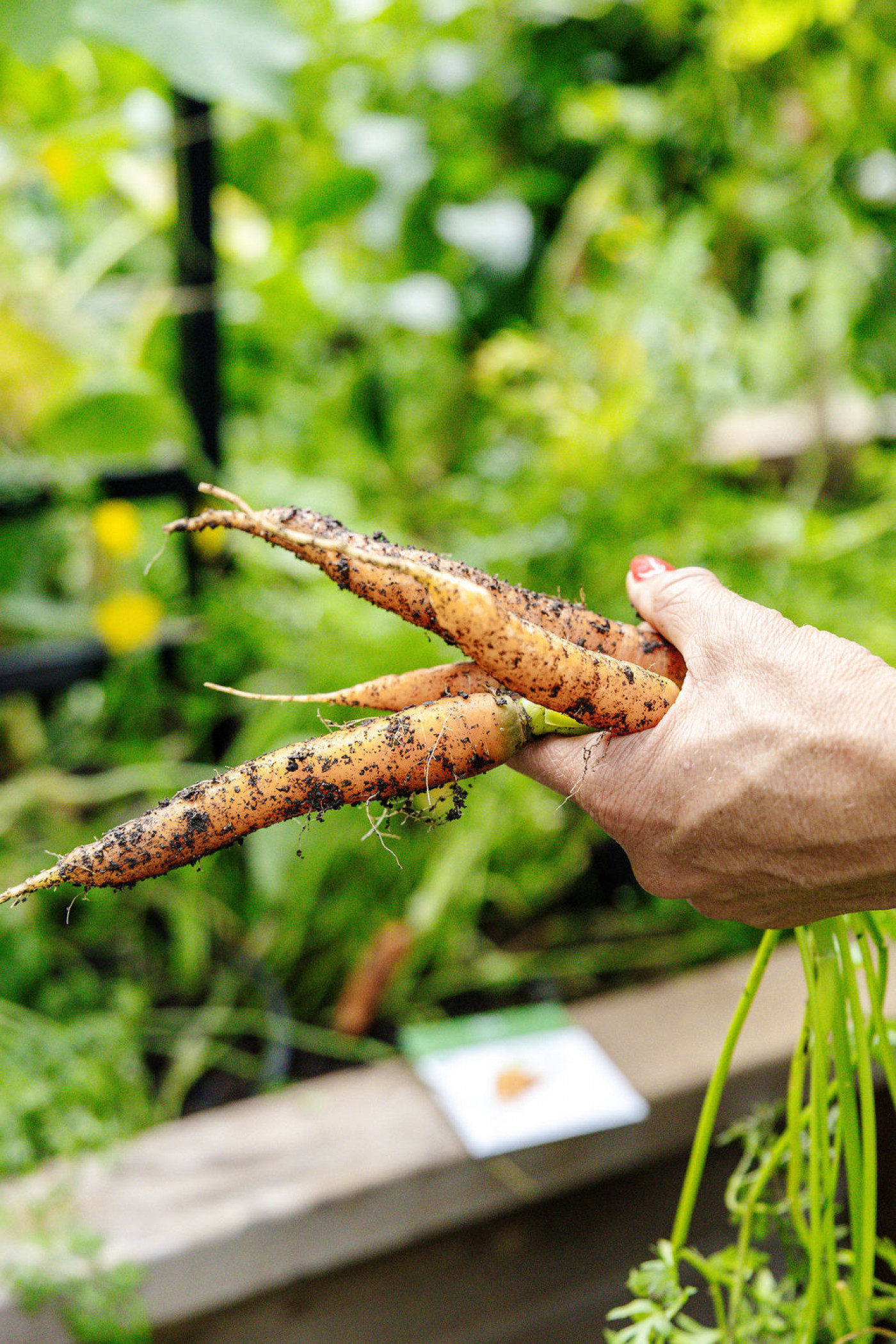 close up of freshly harvested carrots
