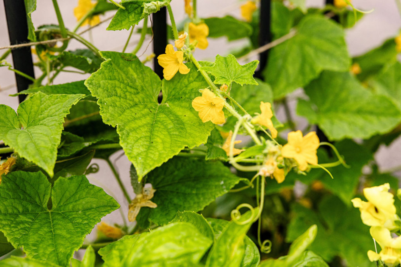 Cluster of yellow cucumber flowers growing among green leaves on a trellis.