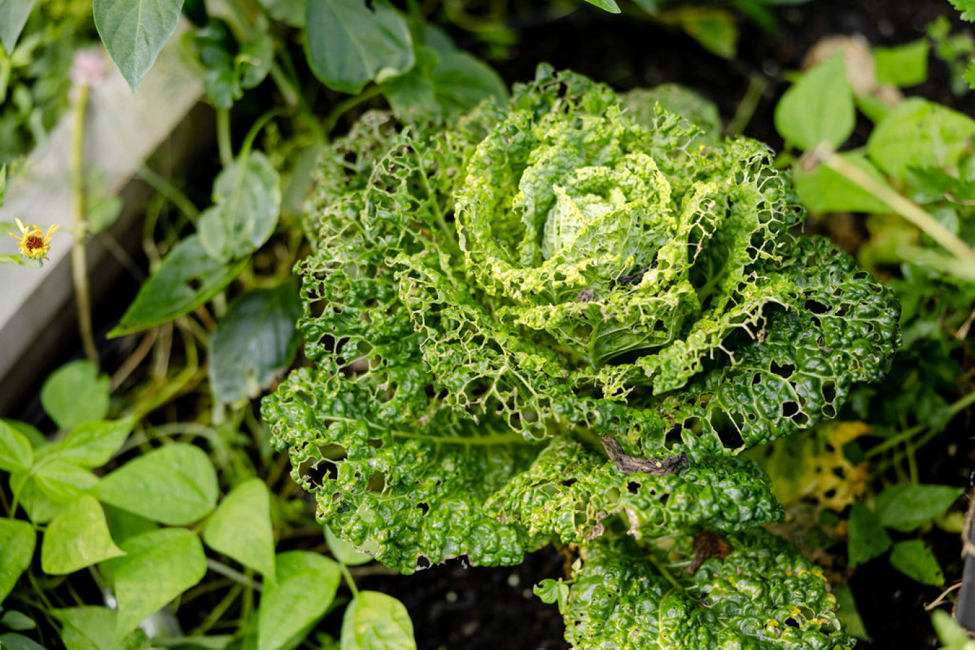 holes in cabbage leaves