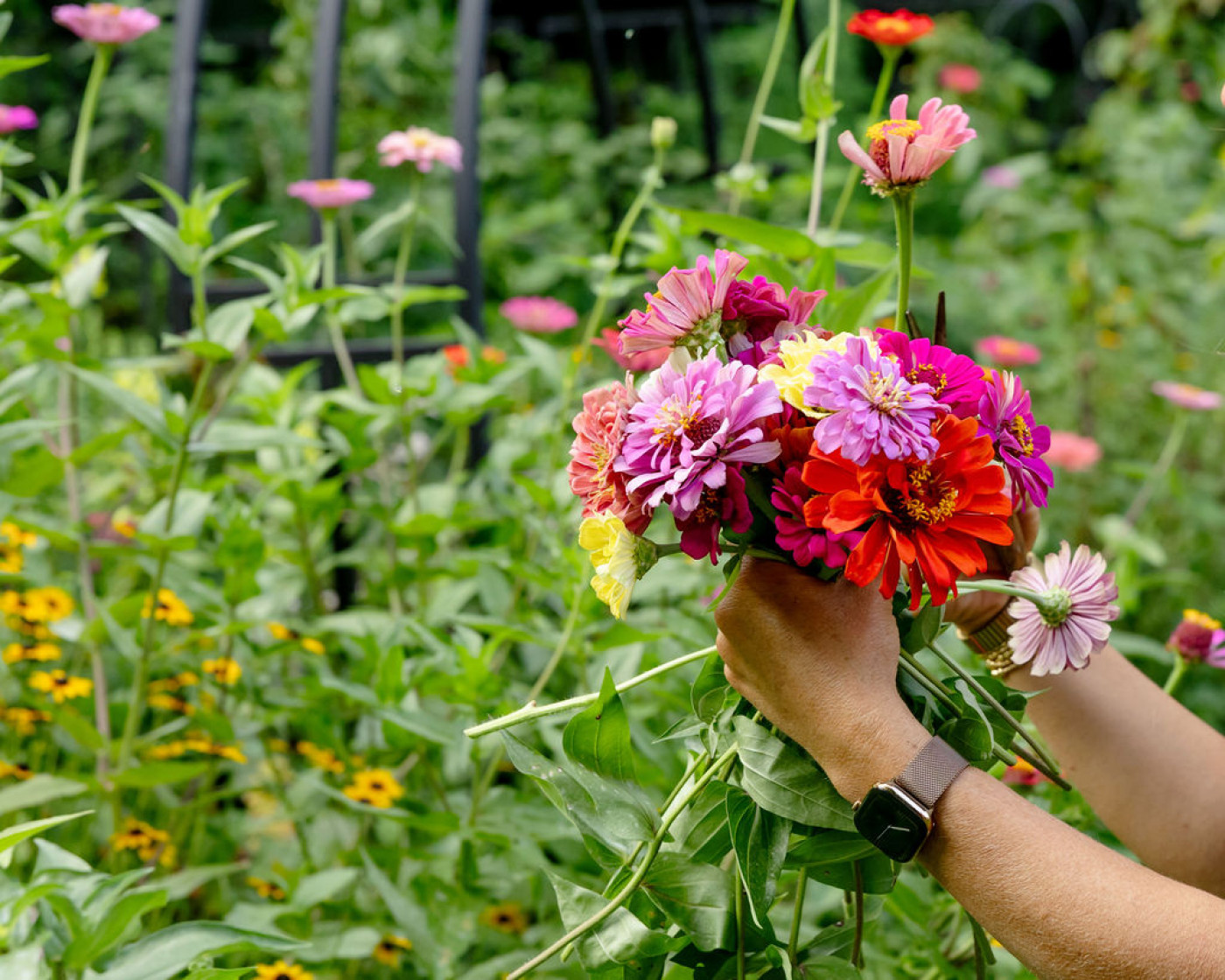 zinnias growing from seed