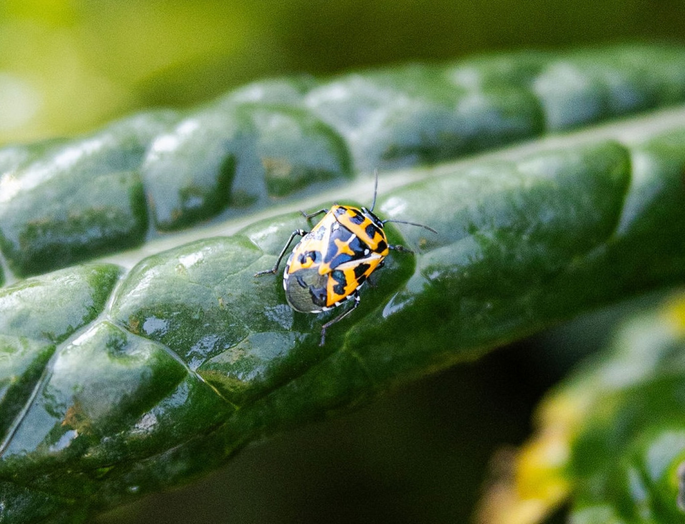 harlequin bug picture