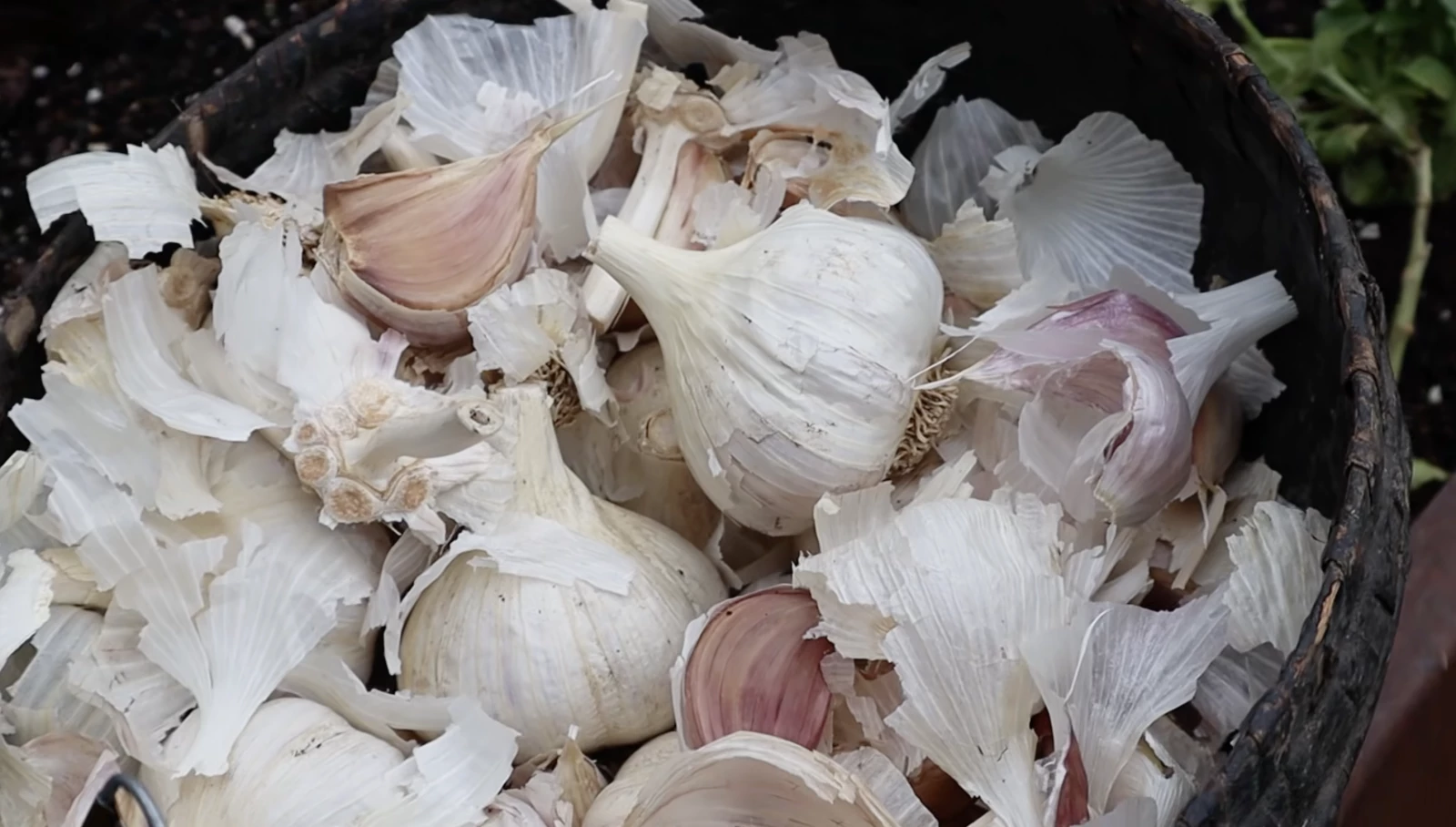 garlic bulbs in a basket