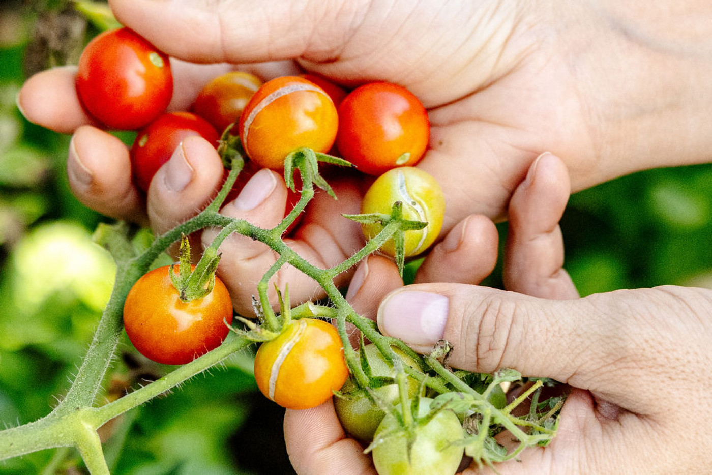 splitting tomato fruit