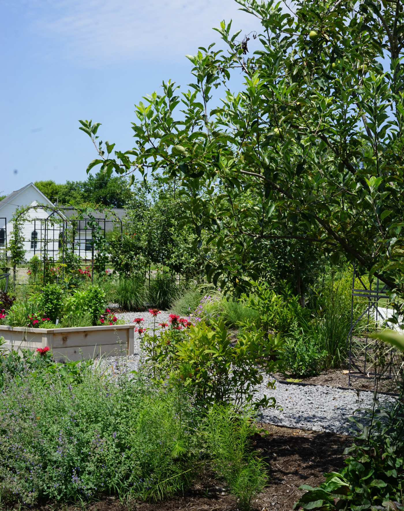 A native plant garden bordering a raised bed