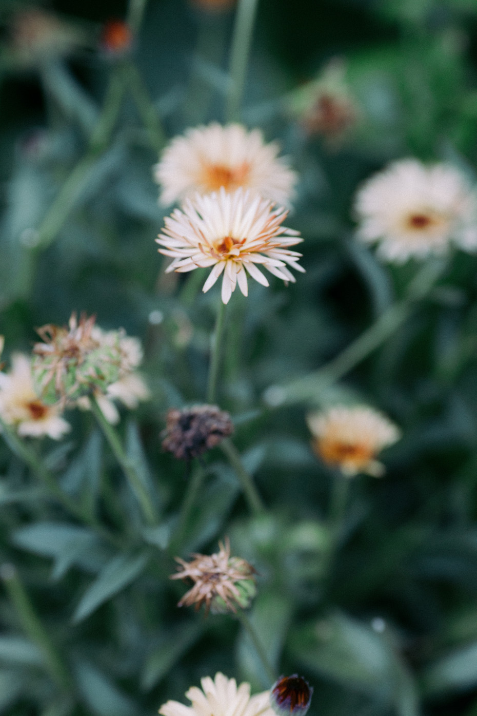 White calendula flowers
