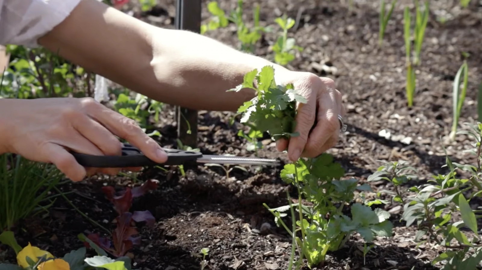 Cutting cilantro