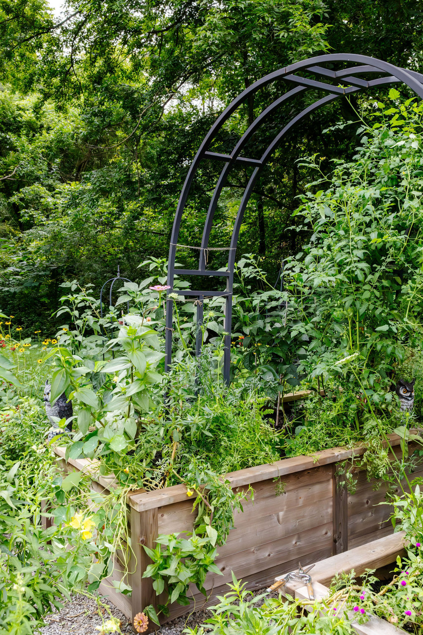 bush bean plant growing in the corner of cedar raised bed