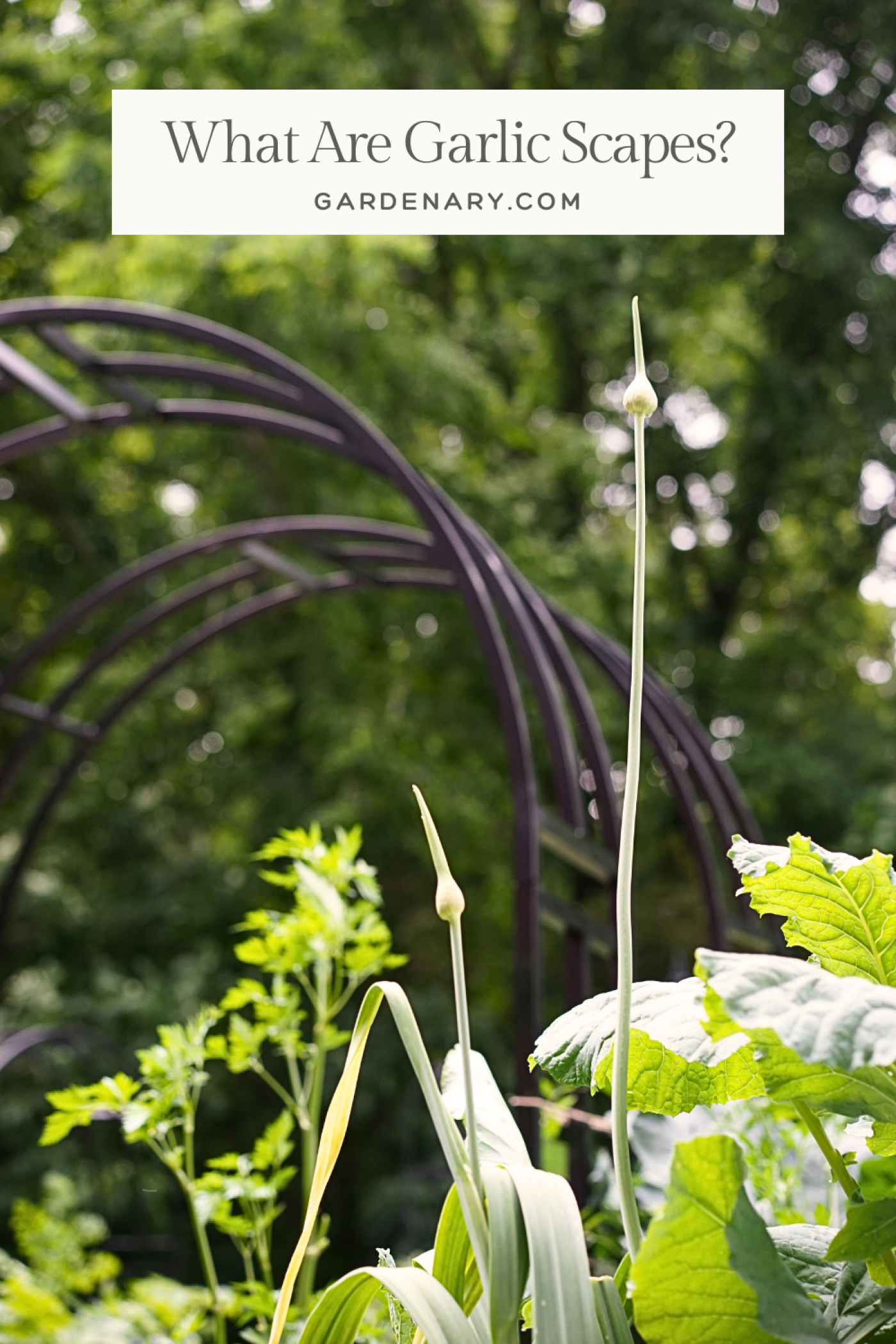 What Are Garlic Scapes?