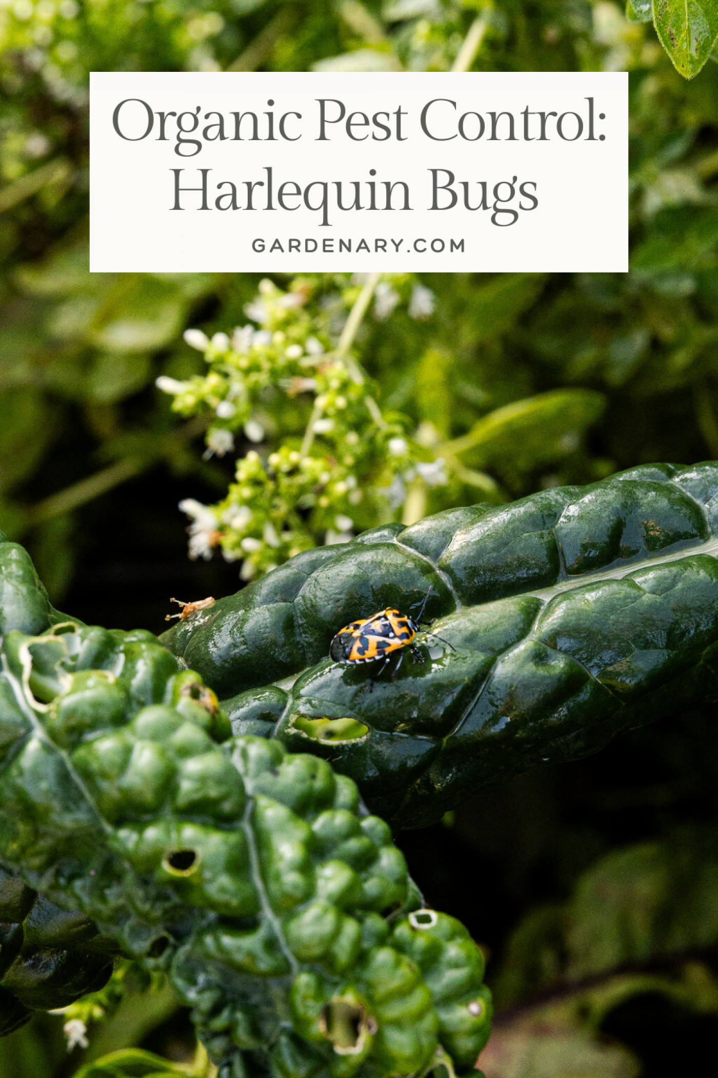 How to Treat and Prevent Harlequin Bugs in Your Garden pin