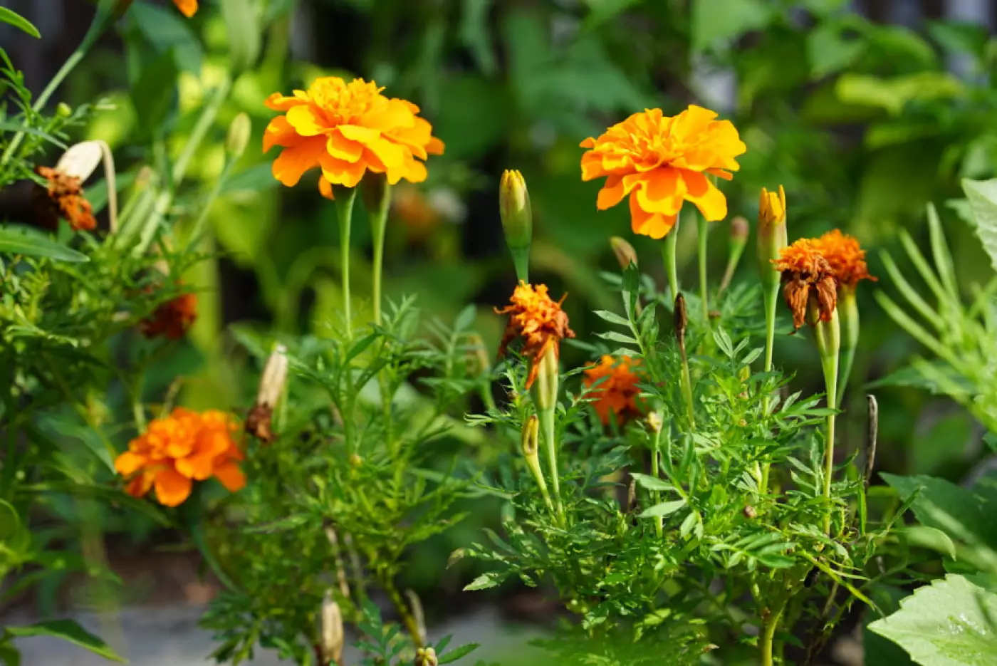 Marigolds in a garden
